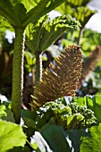 GUNNERA MANICATA