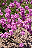 ARMERIA, THRIFT