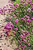 ARMERIA, THRIFT