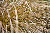 CAREX TENUICULMIS, CAPPUCCINO