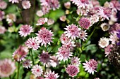 ASTRANTIA MAJOR ROMA