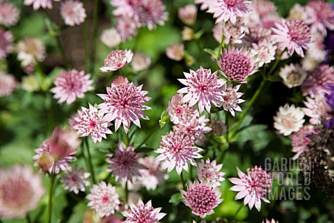 ASTRANTIA_MAJOR_ROMA