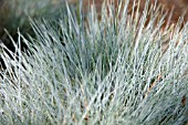 FESTUCA GLAUCA, ELIJAH BLUE