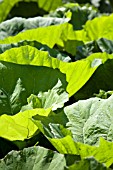 GUNNERA MANICATA