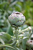 CYNARA SCOLYMUS