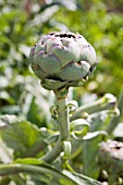 CYNARA SCOLYMUS