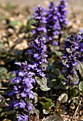 AJUGA REPTANS ATROPURPUREA