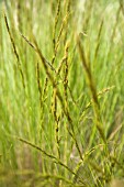 STIPA AMBIGUA