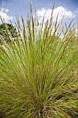 STIPA AMBIGUA