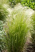 STIPA TENUISSIMA