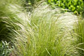 STIPA TENUISSIMA