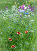 NIGELLA DAMASCENA AND GEUM