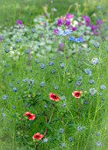 NIGELLA DAMASCENA AND GEUM