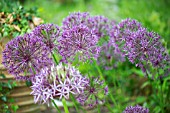 ALLIUM HOLLANDICUM PURPLE SENSATION