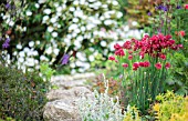 ARMERIA IN ROCKERY