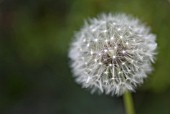 TARAXACUM OFFICINALE