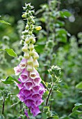 DIGITALIS PURPUREA