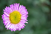 ERIGERON ROSA JEWEL