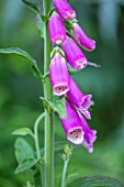 DIGITALIS PURPUREA