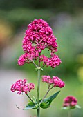 CENTRANTHUS RUBER