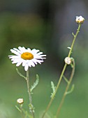 LEUCANTHEMUM VULGARE