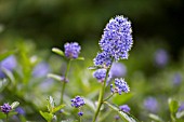 CEANOTHUS THYRSIFLORUS VAR. REPENS