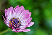 OSTEOSPERMUM SUNNY XENA