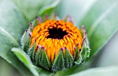 CALENDULA OFFICINALIS