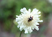 SCABIOSA OCHROLEUCA