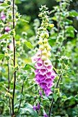 DIGITALIS PURPUREA