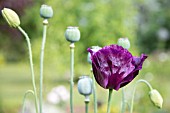 PAPAVER SOMNIFERUM