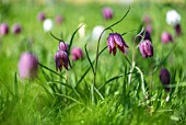 FRITILLARIA MELEAGRIS