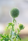 ERYNGIUM PANDANIFOLIUM