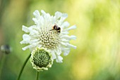 SCABIOSA OCHROLEUCA