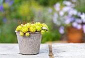 SEMPERVIVUM TECTORUM