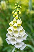 DIGITALIS PURPURE, ALBA