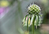 SCABIOSA JAPONICA ALPINA, SEED HEAD