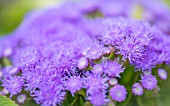 AGERATUM, BLUE