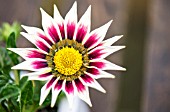 DAYBREAK, GAZANIA, ROSE STRIPE