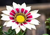 DAYBREAK, GAZANIA, ROSE STRIPE