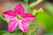 NICOTIANA, PERFUME MIX