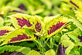 COLEUS ROSE KONG