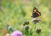 SCABIOSA PINK DIAMOND