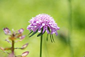 SCABIOSA PINK DIAMOND