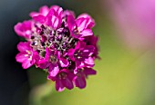 ARMERIA MARITIMA SPLENDENS