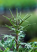 ERYNGIUM VARIIFOLIUM