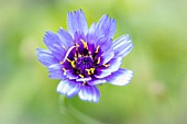 CATANANCHE CAERULEA