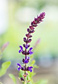 SALVIA SUPERBA