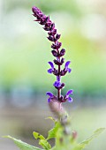 SALVIA SUPERBA