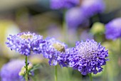 SCABIOSA BUTTERFLY BLUE